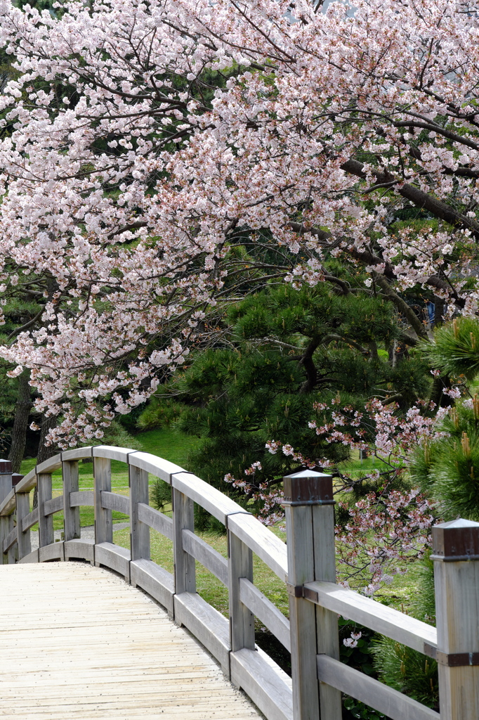 浜離宮の桜3