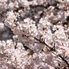 桜３