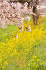 桜-菜の花バック