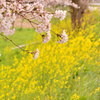 桜-菜の花バック