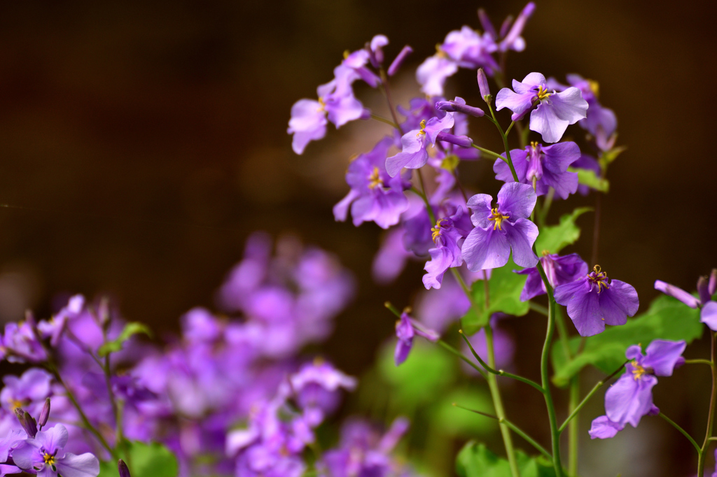 水辺の花２