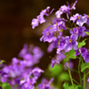 水辺の花２