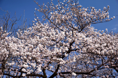 桜４