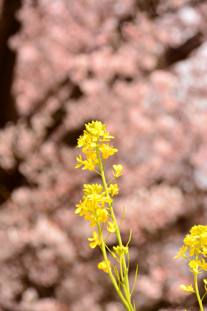 菜の花ー桜バック