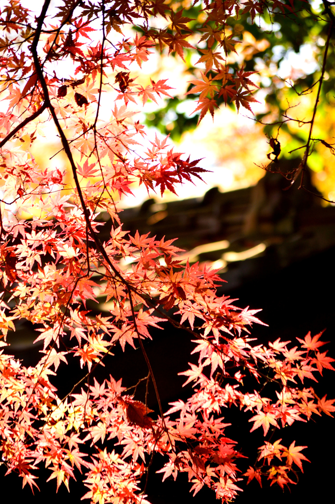 平林寺①