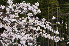 竹林を背景に
