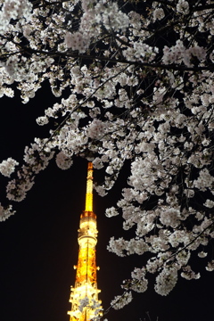 夜桜with東京タワー