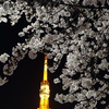 夜桜with東京タワー