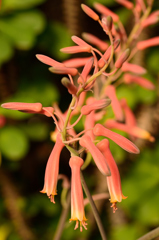 アロエの花？