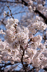 桜２