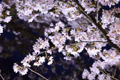 夜桜2