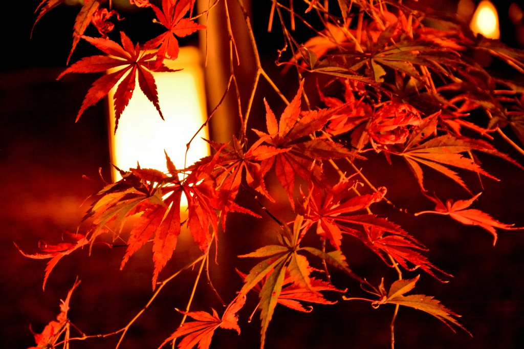 武蔵丘陵森林公園②