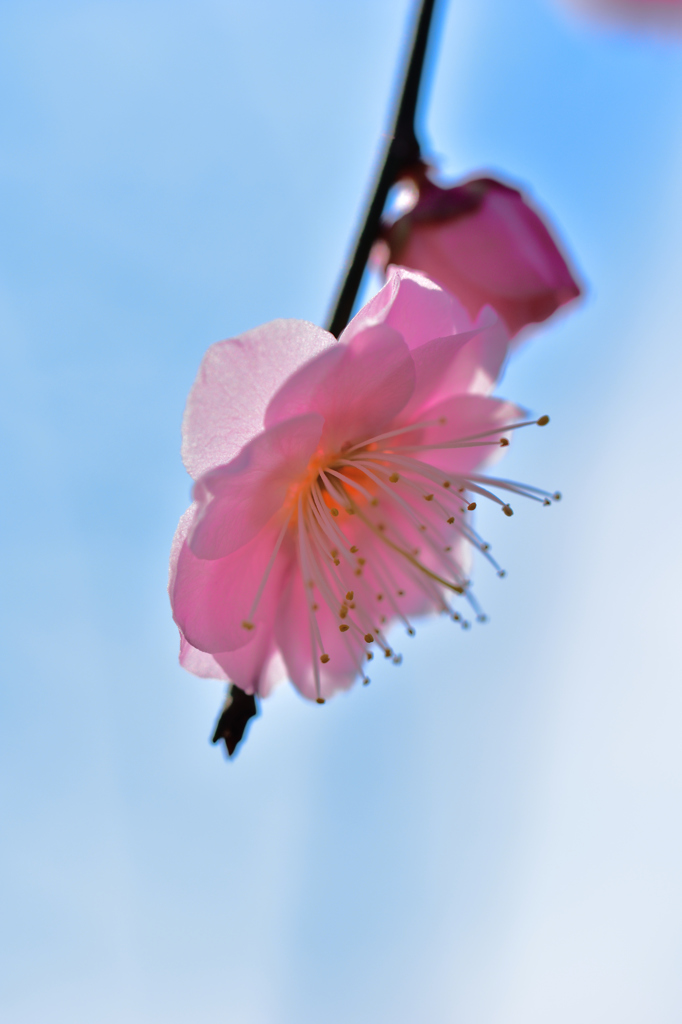 梅3