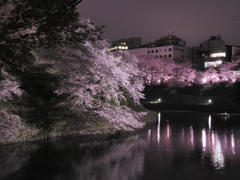 千鳥ヶ淵