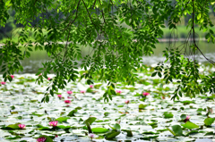 初夏の水辺