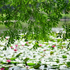 初夏の水辺