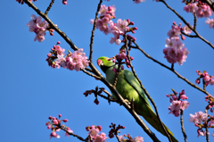 サクインコ？