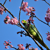 サクインコ？