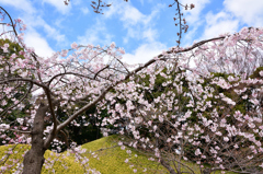 枝垂桜