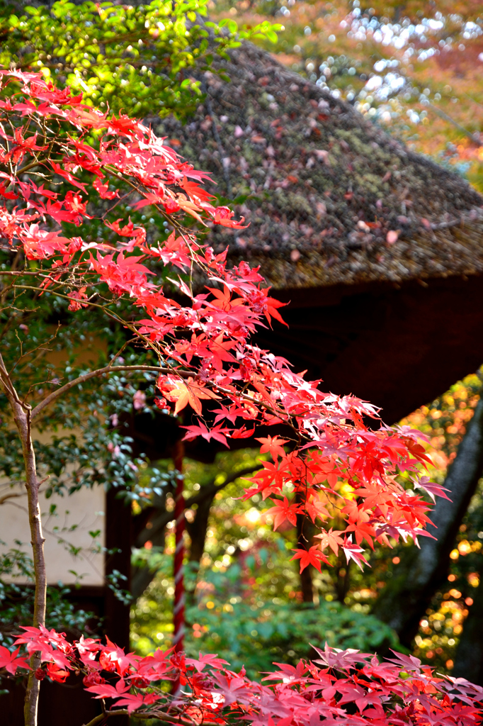 平林寺②