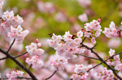 河津桜