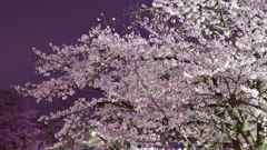 夜桜1