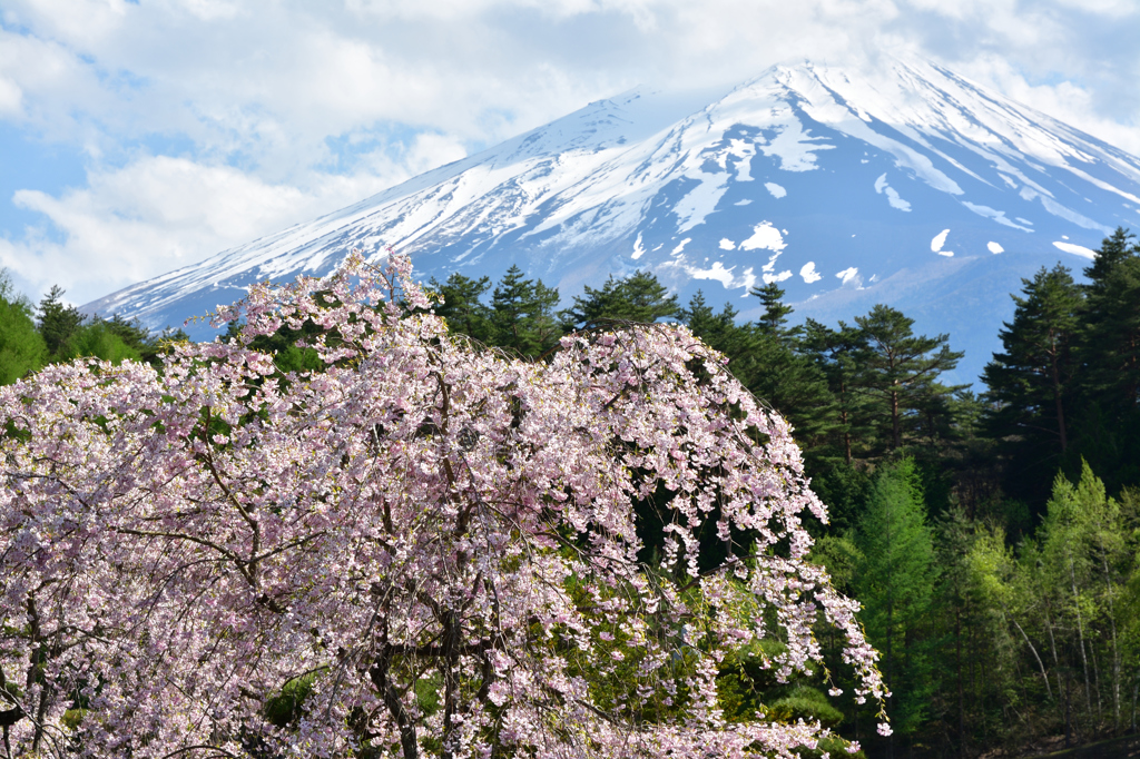 富士桜２