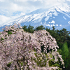 富士桜２