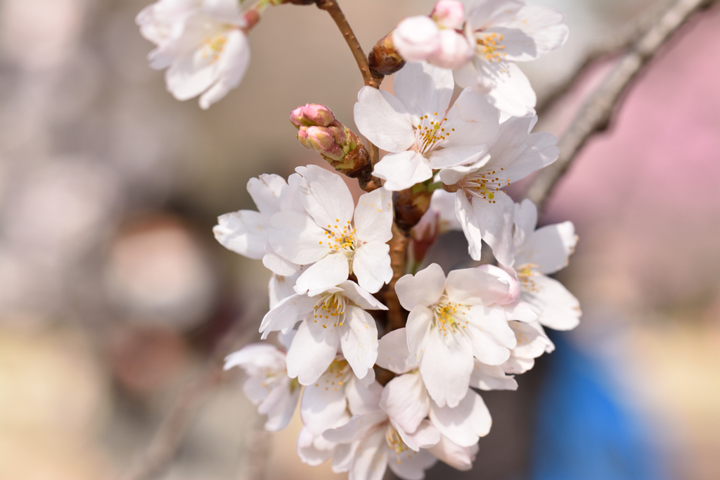 祝開花