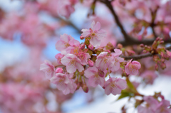 河津桜