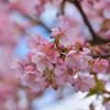 河津桜
