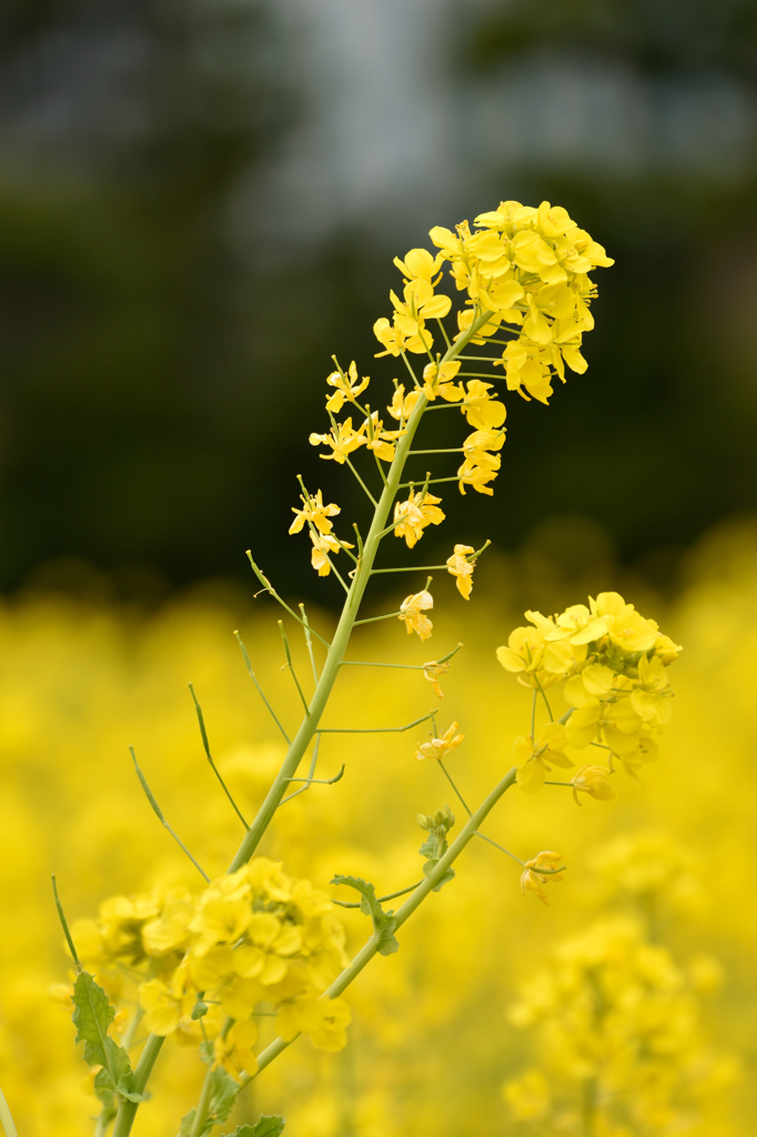 菜の花