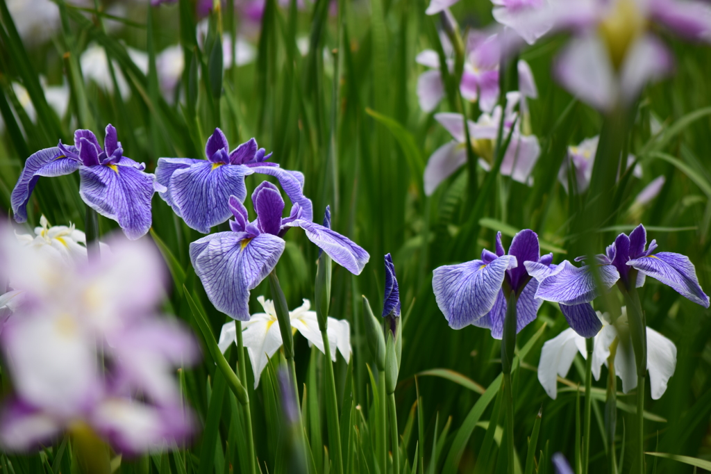 花菖蒲