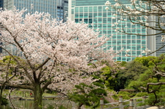 浜離宮の桜5