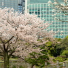 浜離宮の桜5