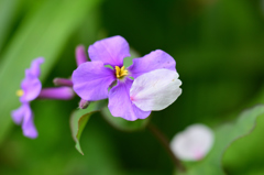 花びら