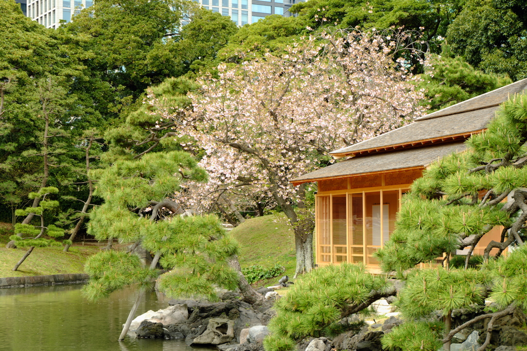 浜離宮の桜１