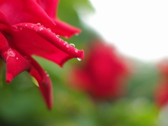 薔薇色の雫