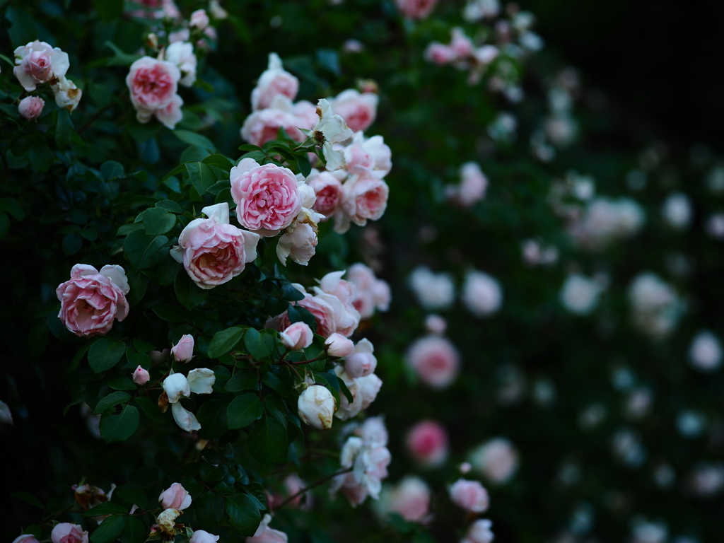 夜の朽花