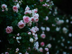 夜の朽花