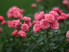 薔薇の園