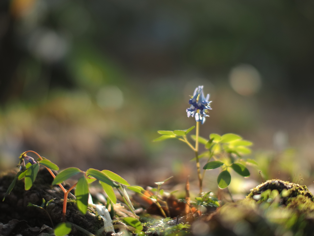 光の森