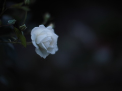 宵の白薔薇
