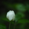 ふくらむ