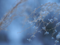 枯芒に雪