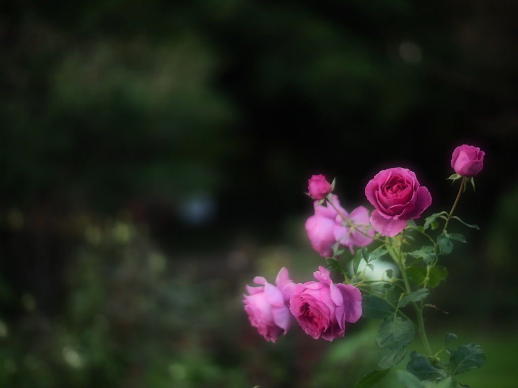 森と薔薇