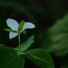 華の後ろ姿