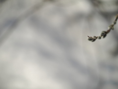 芽