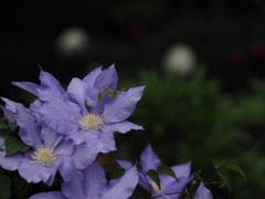 雨の紫