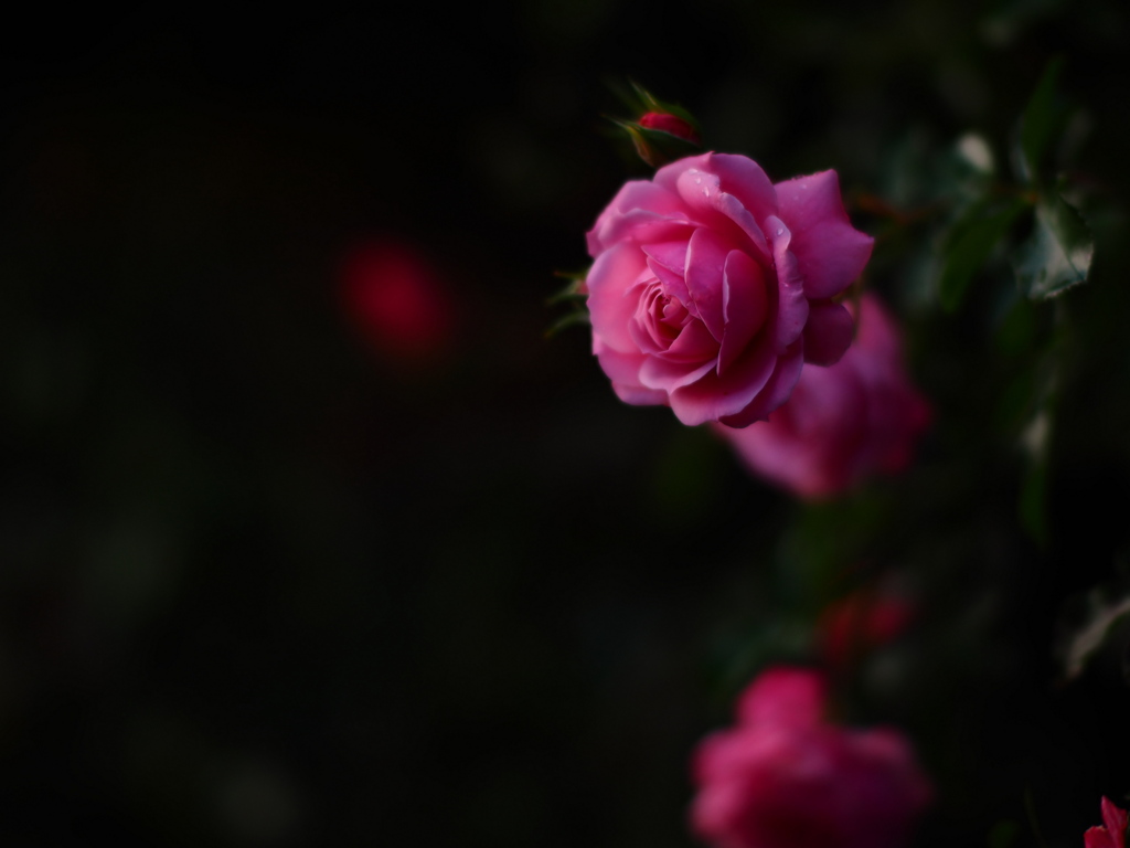 月夜の薔薇
